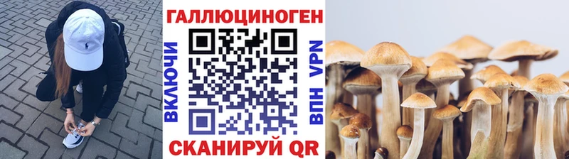 Галлюциногенные грибы Psilocybine cubensis  Моздок 
